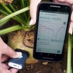 Recherche : un spectromètre de poche pour mesurer la richesse des betteraves