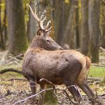 Comprendre la chasse à courre