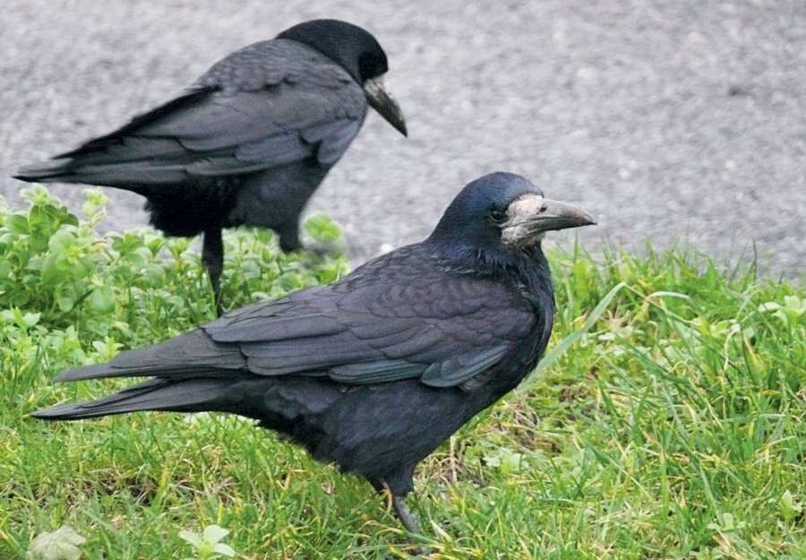 La Chasse Aux Corbeaux La Chasse Aux Corbeaux