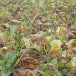 Bien gérer les maladies foliaires pour réaliser le potentiel de production