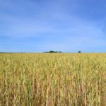 Céréales : "2,3 milliards d’euros de charges en plus" selon l'AGPB