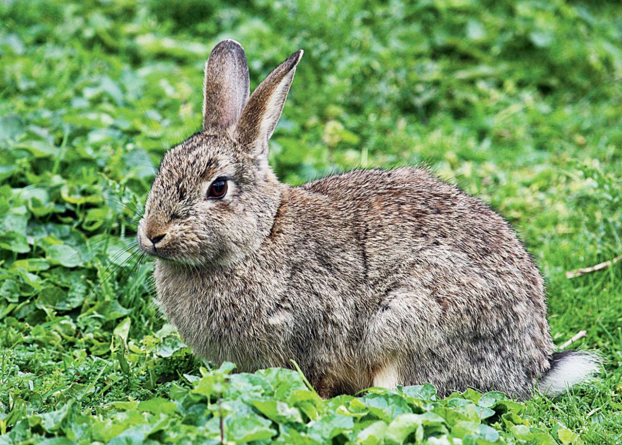 Derni res nouvelles du  lapin  de garenne