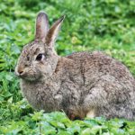 Dernières nouvelles du lapin de garenne