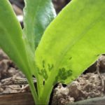 Pucerons : le Teppeki autorisé dès le stade 2 feuilles de la betterave