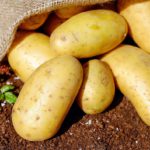 Coronavirus : 500 000 tonnes de pommes de terre cherchent preneurs