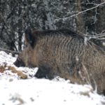 Alerte à la peste porcine africaine !