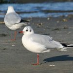 Oiseaux de mer sur les îles Féroé