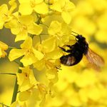 Insectes pollinisateurs et agriculteurs, accord gagnant