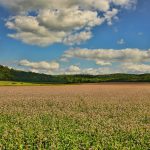 Réforme de la PAC et filière bio au cœur du programme agroalimentaire européen