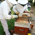 Quand 14 agriculteurs de l'Aisne deviennent apiculteurs
