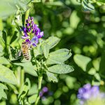 Quand agriculture et abeilles font bon ménage