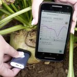 Mesurer la richesse des betteraves avec un spectromètre miniature