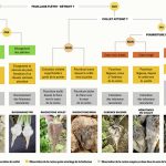 Anticiper les arrachages et la conservation pour limiter les pourritures 