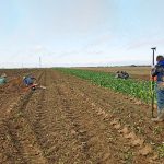 Tassement du sol à la récolte : quelles solutions préventives ? 