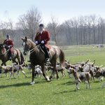 À propos des grands chiens de meute