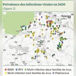 Impact de la jaunisse en 2020