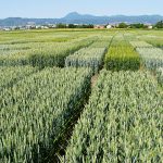 34 millions d’euros pour créer des blés durables
