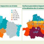 Une pression massive de pucerons verts 