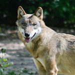 Cent loups seront détruits en 2021