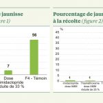 Betteraves 2021 : quelle protection insecticide au semis ?