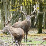 Quand les chasseurs mettent la crosse en l’air