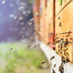 « Deux propositions pour sauver les abeilles »