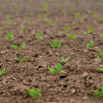 Tereos se mobilise pour accompagner les planteurs touchés