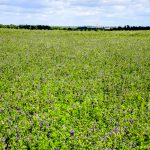 L’excès d’eau complique la campagne 2021