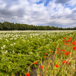 Quatre leviers pour atteindre 25 % de terres en bio, selon l’Inrae