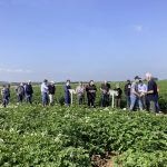 La pomme de terre rebondit