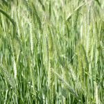 Le triticale marque des points