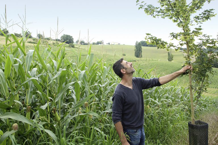 Des projets pour développer l’agroforesterie