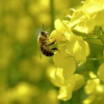 Le nouvel « arrêté abeilles » très contraignant