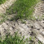 Gérer les graminées en système de conservation du sol