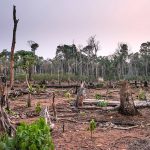 Un projet de lutte contre la déforestation qui fait débat