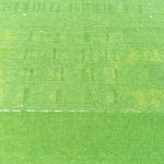 Enseignements sur la fertilisation azotée et la jaunisse modérée