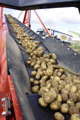 En Belgique, les bons rendements (49,4 t/ha en moyenne) ont plus que compensé le recul des surfaces. ©FX Duquenne