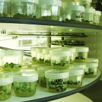 Les nouvelles variétés de pommes de terre seront issues de NBT 1 Les nouvelles variétés de pommes de terre seront issues de NBT