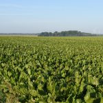 L’europe doit réaffirmer une stratégie de croissance agricole, selon les producteurs de grandes cultures 1 L’europe doit réaffirmer une stratégie de croissance agricole, selon les producteurs de grandes cultures