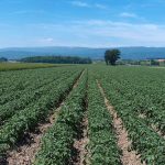 Légère hausse des surfaces de pommes de terre