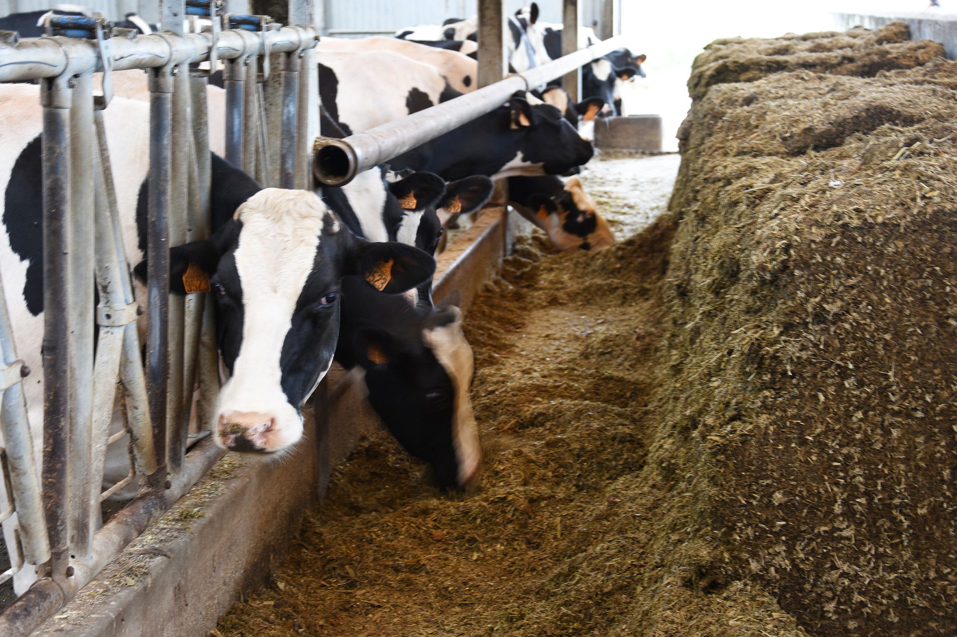 De la pulpe surpressée pour décarboner les élevages bovins ! Le Betteravier français