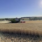 La production de blé tendre 2022 est en baisse