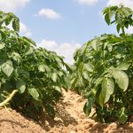 Les surfaces de pommes de terre de conservation remontent de 1 % en 2022