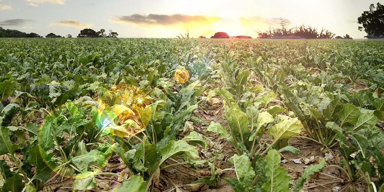 La betterave entre souffrance, résilience et incertitude - Le ...