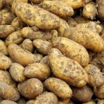 Une année « noire » pour les pommes de terre