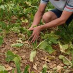 Les agriculteurs demandent de tenir les promesses sur l’assurance récolte