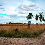 Engie Green finance vos haies et vos projets d’agroforesterie 2 Engie Green finance vos haies et vos projets d’agroforesterie