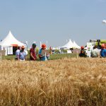 Syppre consolide des techniques innovantes sur le colza