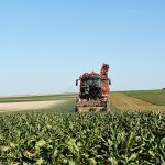 Un rendement décevant de 80 tonnes par hectare 