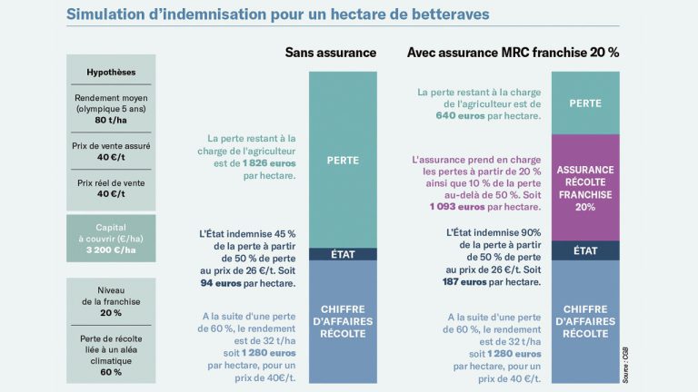 Comment l’assurance récolte indemnisera la betterave